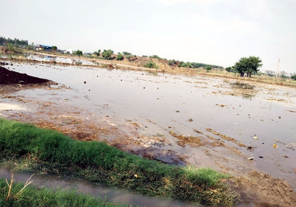 जाटी कलां गांव में तालाब की पटरी टूटने के बाद खेतों में जमा पानी। 